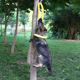 Flying Discs Training Dog