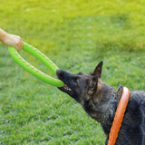 Flying Discs Training Dog